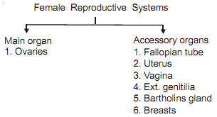 2235_female reproductivesystem.png
